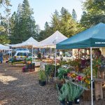 The North Star House Grass Valley Growers Market